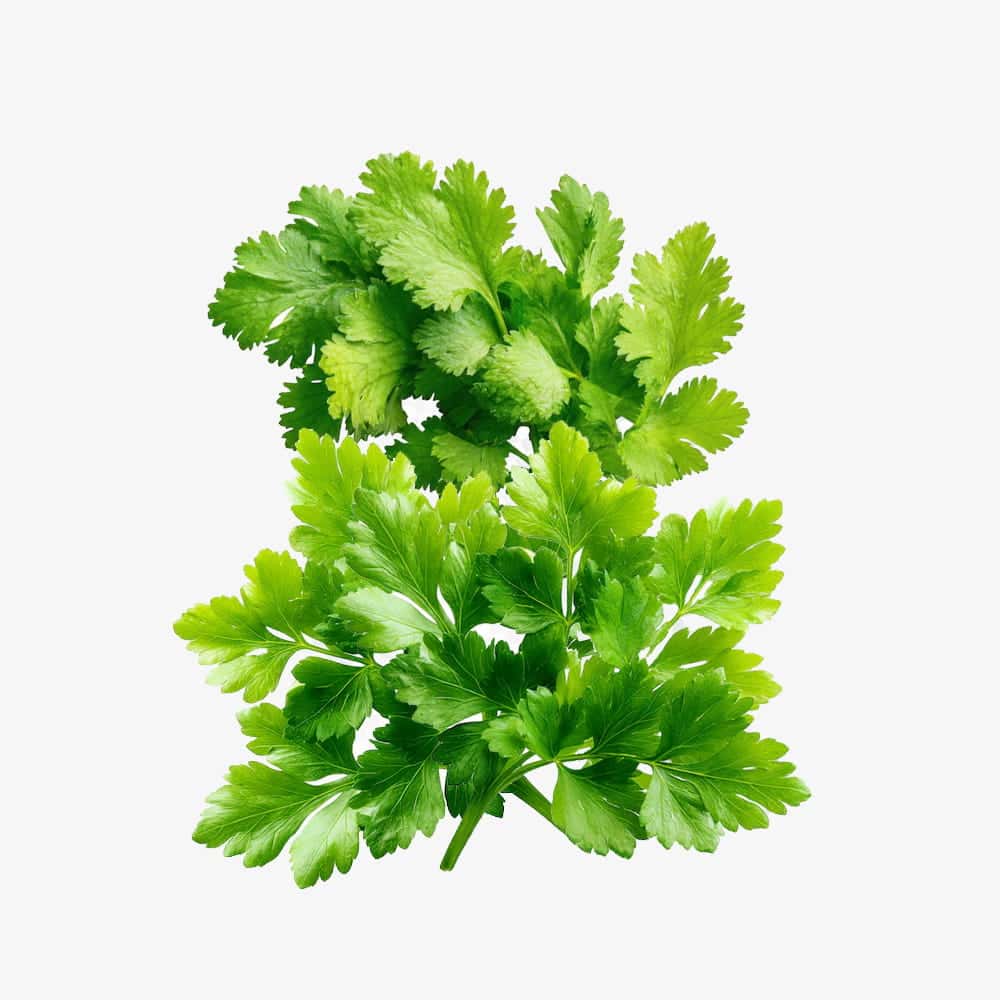 Organic Fresh Green Celery Stalks